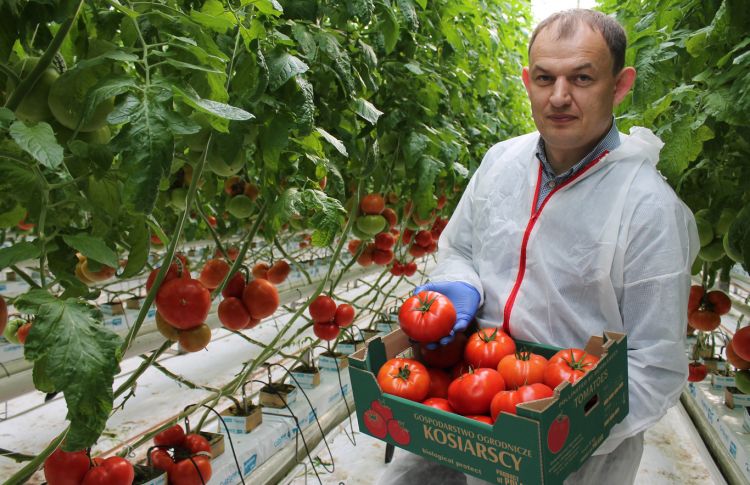 Czy zabraknie pomidora czerwonego?
