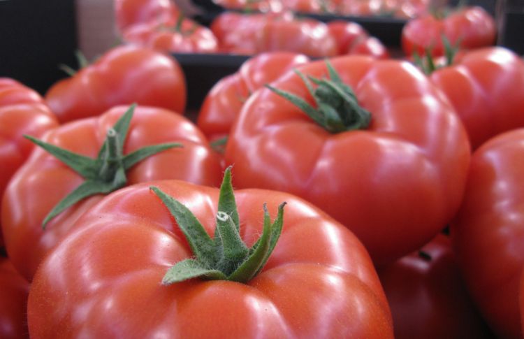 Pomidory na cykl jesienny dostosowane do Twoich potrzeb