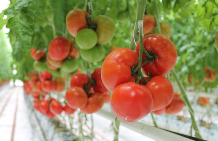 Specjaliści Tomato Academy polecają