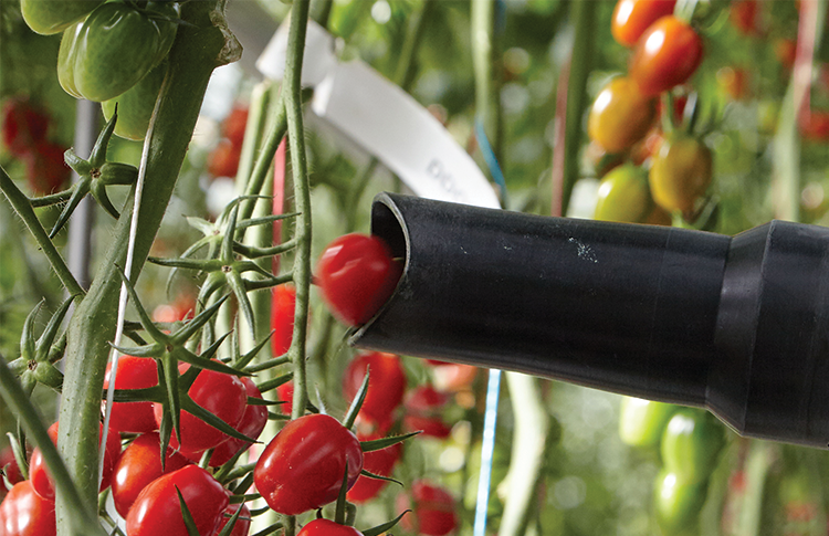 Zrobotyzowany zbiór pomidorów – to możliwe z Syngentą!